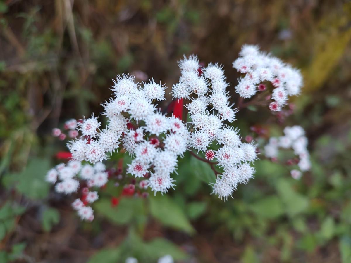 El Encinal De Las Flores Валье-де-Браво Экстерьер фото